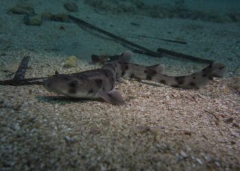 Nursehound shark