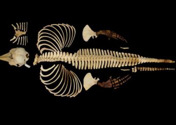 Vaquita Full Skeleton