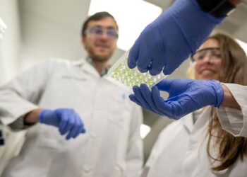 Researchers examine root growth experiment