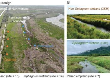 Drainage Boosts Metallic Protection of Soil Carbon in Non-Sphagnum Wetlands