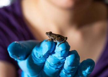 Graduate researcher Talia Weiss observes a cricket frog.