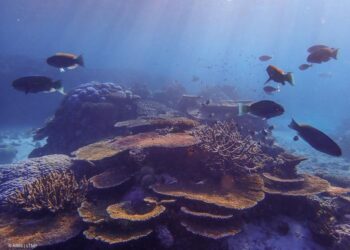 A group of parrotfish swimming in a reef composed of branching, table and massive corals in the Great Barrier Reef