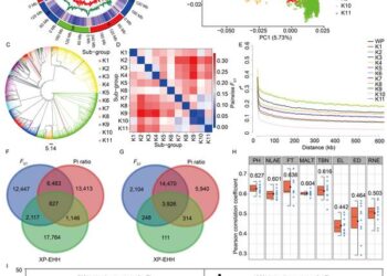 Genomic analysis of modern maize inbred lines reveals diversity and selective breeding effects
