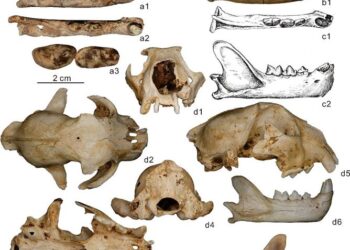 Fossil Discoveries Illuminate the Evolutionary Journey of Snow Leopards