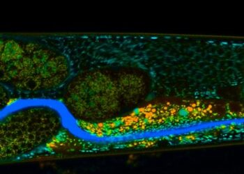Fungus: A Potential Ally in Plant Conservation?