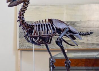 Diatryma skeleton