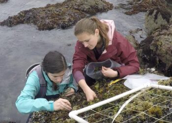 Emily Longman and Sarah Merolla sample mussel bed