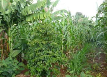 Improved Road Infrastructure Enhances Dietary Diversity in Africa