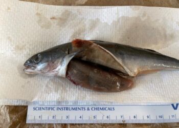 Juvenile sablefish with prey