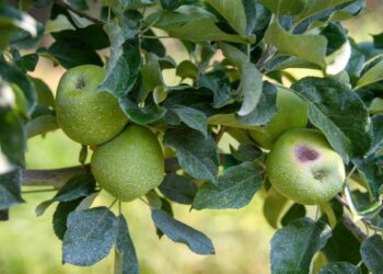 Key Apple Growing Regions in the US Confront Escalating Climate