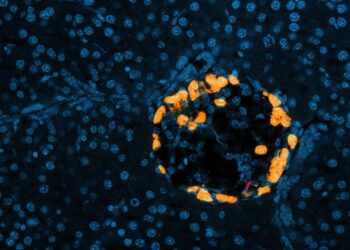 Immune Cells Travel Between Organs To Regulate Blood Sugar