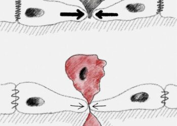 Intercellular forces generate distinct patterns of extrusion.