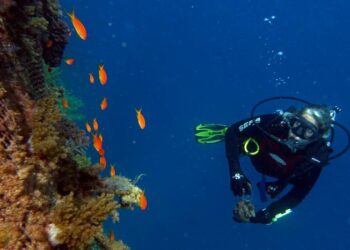 Prof. Shenkar during a research dive.