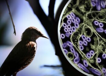 Wild bird and H5N1 virus particles