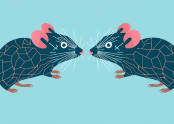 Neural Circuits in Mice Reveal How Social Preferences Shift Between Male and Female Interactions