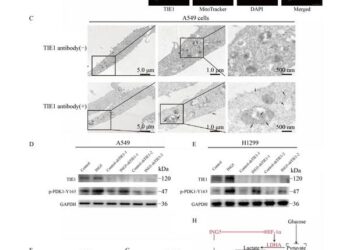New Insights: ING5 Disrupts Aerobic Glycolysis in Lung Cancer Cells