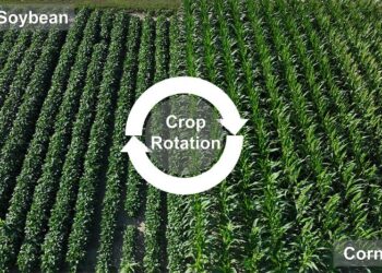 Crop Rotation