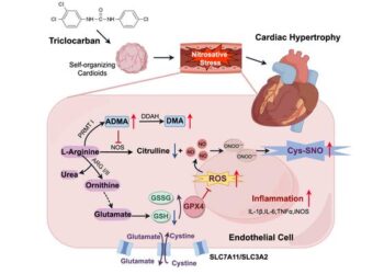 Triclocarban promotes myocardial hypertrophy by interfering with endothelial cell metabolism and promoting nitrosative stress