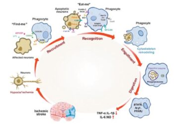 Efferocytosis: A promising pathway for stroke recovery