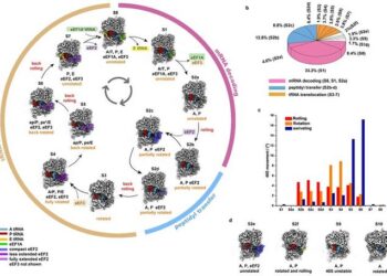 Major conformations of the ribosome and the elongation cycle of translation