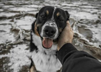 Altered microbiome and metabolome profiling in fearful companion dogs: An exploratory study