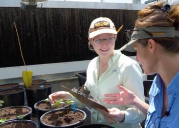 Heather Kelly (right) and Claire Cooke (left), UT Department of Entomology and Plant Pathology
