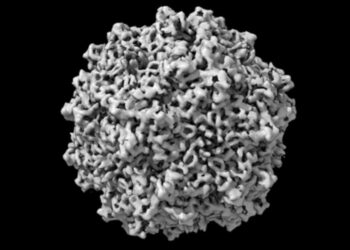 Adeno-associated viruses