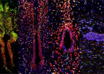 Research Reveals Distinct Lineage Plasticity of Ependymal Cells and Astrocytes