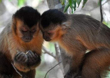 Social bonds are essential for capuchin monkeys to learn new skills, study shows