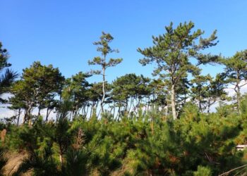 Pinus thunbergii trees in coastal forests