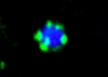 Under the fluorescence microscope: the Atg11 molecule (green) forms small droplets on the surface of a protein aggregate (blue).