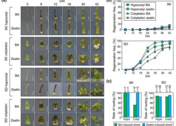 Regeneration efficiency of two different tomato genotypes.
