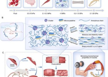 Multifunctional artificial muscle with biomimetic tissue-like modulus
