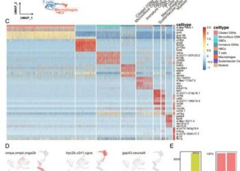 Single-cell transcriptome atlas of zebrafish olfactory epithelium