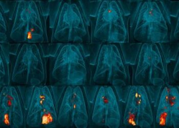 PET-CT scan images of monkey lungs