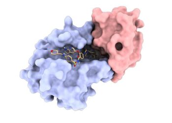 One of the LPDI's de novo protein binders (red) bound to the protein Bcl2 (blue) in complex with FDA-approved drug Venetoclax (beige)