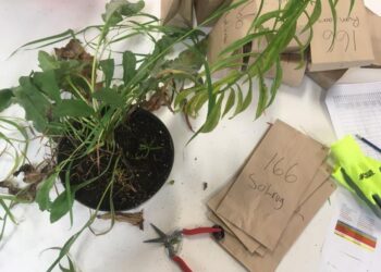 Not Your Average Potted Plants: Experimental Mesocosms for Plant Community Research