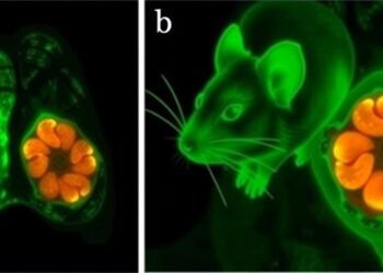 Single Dose Drug Candidate Successfully Eradicates Breast Cancer Tumors in Mouse Models