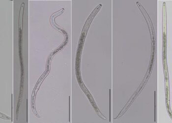 Study Identifies Root-Lesion Nematodes in Maize Crops, Including Possible New
