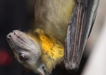 African straw-colored fruit bat