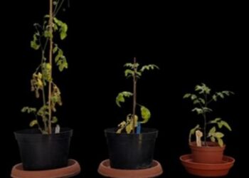 Tomato plant comparison