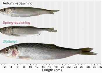 Unraveling the Evolution of Rapidly Adapting Fish-Eating Herring in the