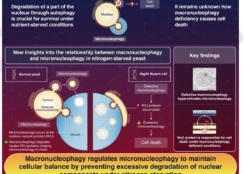 Elucidating the Mechanism Preventing Cell Death Caused by Uncontrolled Nuclear Autophagy