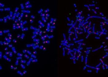 DNA damage on chromosomes in cancer cells