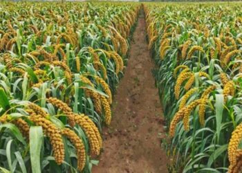 Foxtail millet, an emerging plant model and an important crop with drought and barren soil tolerance