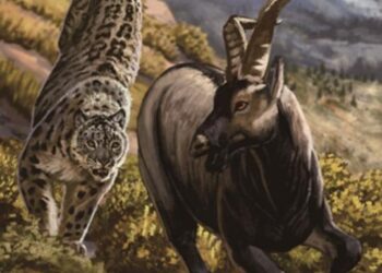 Unveiling the Ancient Journey: How Snow Leopards Conquered Asia and