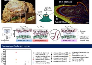Underwater Adhesion Mechanism using Barbatia-inspired EGF Domain/N-acetylglucosamine Binding