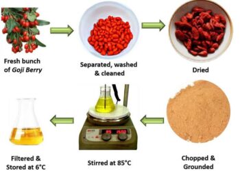 An illustration of the preparation of goji berries for silver nanoparticle synthesis.