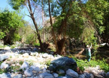 Collecting ash tree samples