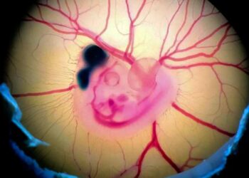 Chick embryo after experimental manipulation